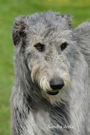 3 watchers257 page views1 deviation. Wolfhound females