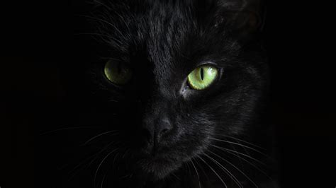 Yellow Eye Of Black Cat Dangerous 5k Photo Hd Wallpapers