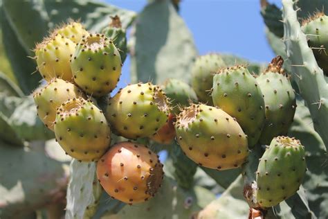 Higo Chumbo O Tuna La Espinosa Y M S Deliciosa Fruta Del Cactus Qu