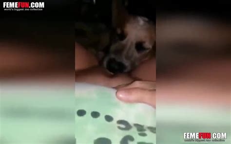 Super Horny Dog Shows How A Real Lick Should Look Like In
