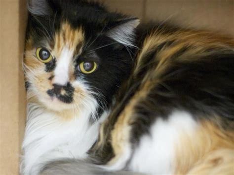 Feeding, cleaning litter boxes and cages, changing and washing bedding from cages and overall general cleaning such as sweeping and mopping. A1380126 CLEOPATRA A 7 year-old SPAYED female Longhair ...