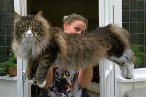 Maine coon cats & maine coon cat breeders. The Maine Coon Size Compared To a Normal Cat - Maine Coon ...