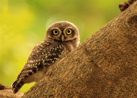 Spotted Owlets Lovely Looks By Bhanukiran9