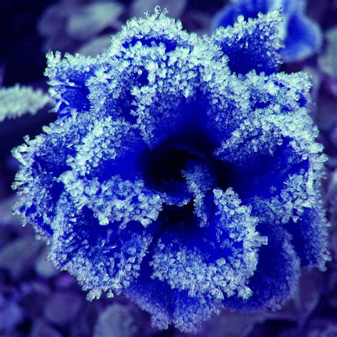Blue Rose Frosty Rose And Ps Marko Kivelä Flickr