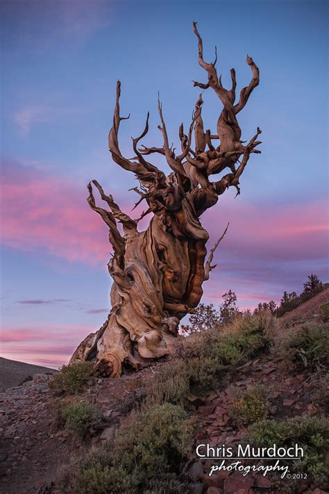 Sunset At The Bristlecone Bristlecone Pine Trees Are Some Flickr