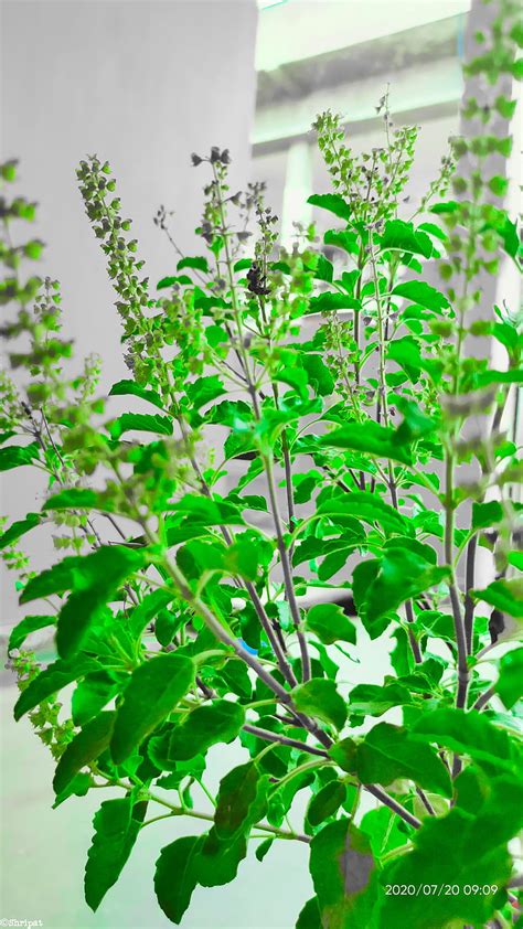 Tulsi Images Hd