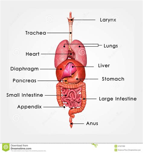 It consists of the heart, blood, blood vessels. Endocrine System. Set Icons Cartoon Vector | CartoonDealer ...