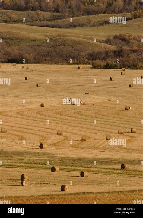 Cattle Laying Down In Stubble Field With Hay Bales In Scenic Southern