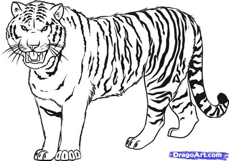 Free Bengal Tiger Coloring Pages Download Free Bengal Tiger Coloring
