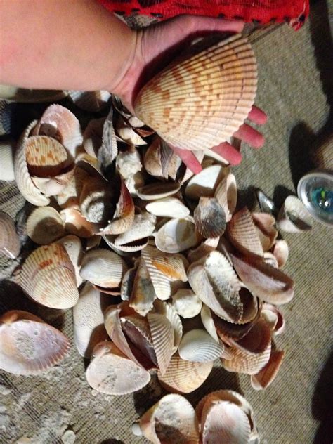 Lessons From Your Mom 78 Collect Shells