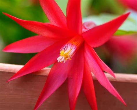 Rhipsalidopsis Gaertneri Or The Easter Cactus Is A Fascinating And At
