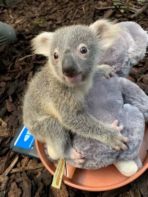 First Female Koala Born At Edinburgh Zoo Cuddles Teddy During Adorable