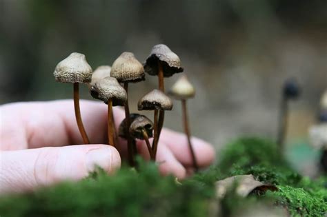 Australia To Legalise Mdma And Magic Mushrooms For Medical Use
