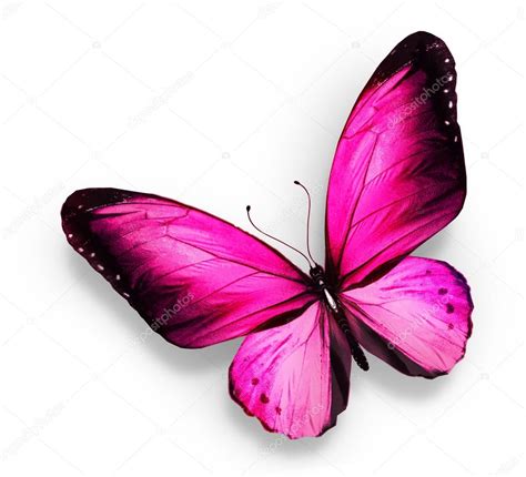 Pink Butterfly Isolated On White Stock Photo By ©suntiger 17843049