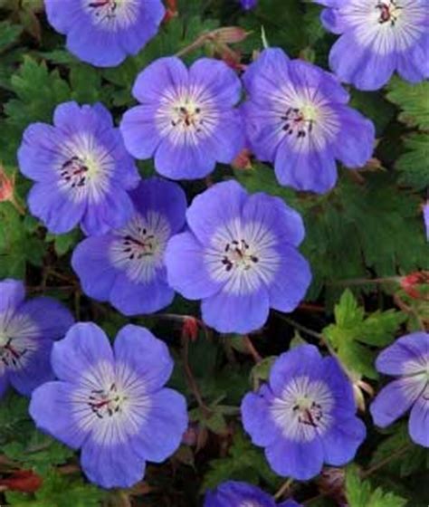 Though evolvulus is a champ at tolerating plant it in full sun for best color, although it also grows just fine in shade. Easy Summer Flowering Shade Plants.