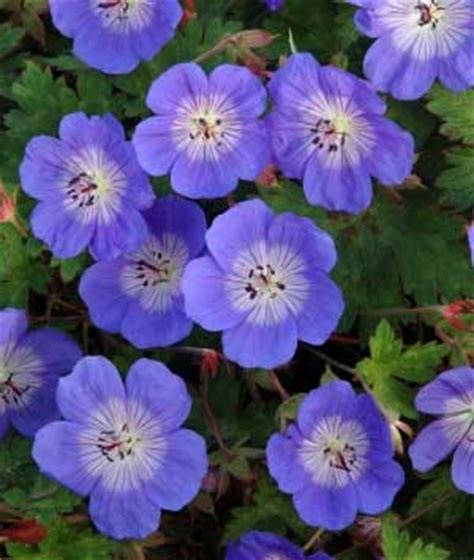 A few perennials, such as amsonia, also known as bluestar, survive in partial shade and full shade. Easy Summer Flowering Shade Plants.