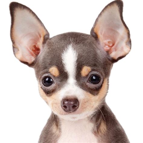 Teacup Chihuahua Characteristics Pets Lovers