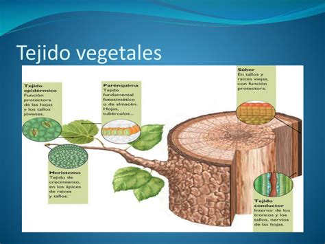 Ppt Tejido Vegetales Powerpoint Presentation Free Download Id4807373