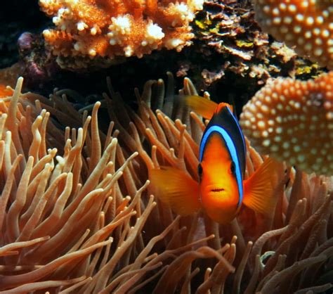 A Clown Fish Near Its Anemone Home Lau Fiji Living Oceans