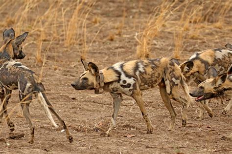 African Wild Dog ♂ Lycaon Pictus Running With The Pack A Flickr