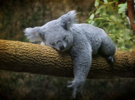 30 Adorable Photos Of Koalas Sleeping On Trees