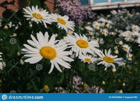 Summer Daisies In The Garden Stock Image Image Of Dahlia Yellow