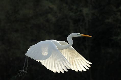 Great White Heron In Flight Stock Photo Download Image Now Istock