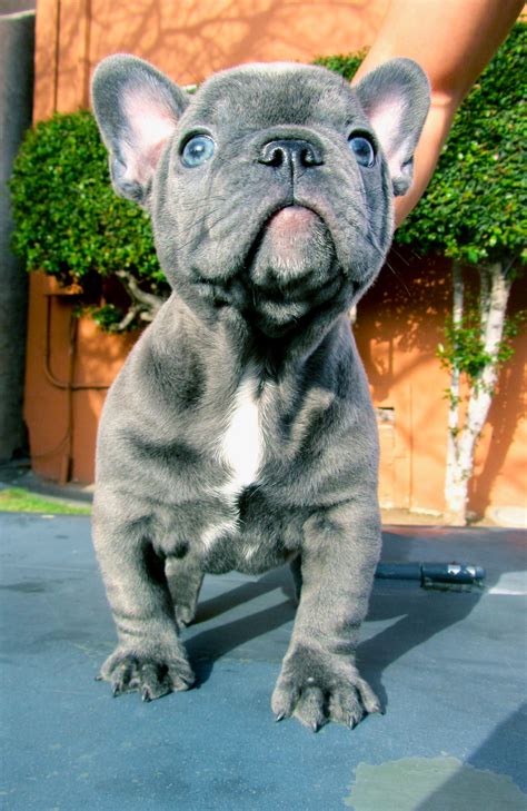 French Bulldog Gray With Blue Eyes