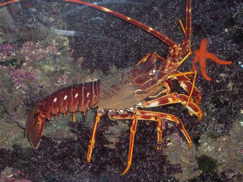 Cute Lobster Wallpapers 4k Hd Cute Lobster Backgrounds On Wallpaperbat