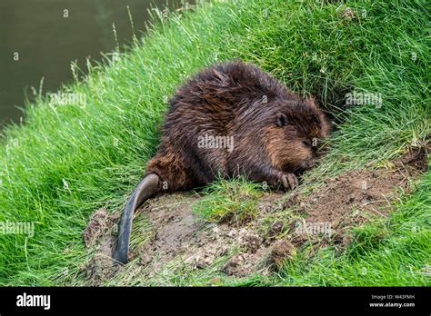 Dig Burrow Hi Res Stock Photography And Images Alamy