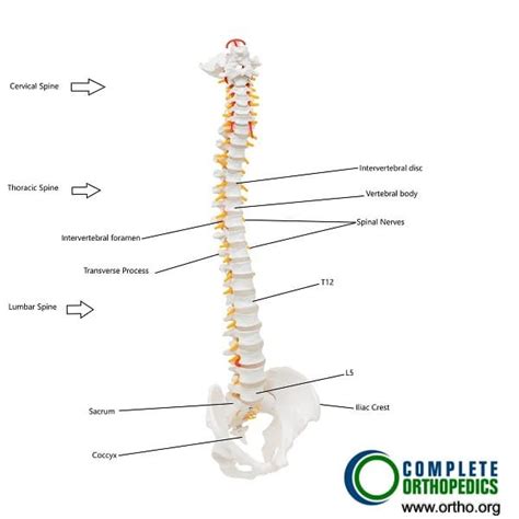 Back Muscle Spasms Complete Orthopedics Multiple Ny Locations