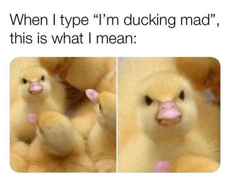 When I Type I M Ducking Mad Angry Duckling Meme Keep Meme