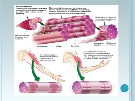 Sistema Muscular Sistema Muscular Membrana Plasm 225 Tica Tecido