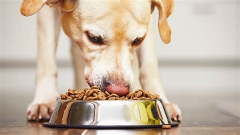 The dry dog food is another dog meal with the finest nutrients that assist your dog to perform effectively at all times. F.D.A. Names 16 Brands of Dog Food That May Be Linked to ...