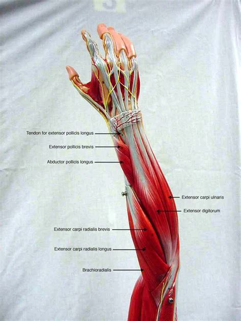 The arm muscles comprise five muscles, which mainly act to flex and extend the forearm. Posterior Forearm | A&P | Pinterest | Anatomía, Anatomía humana and Anatomia musculos