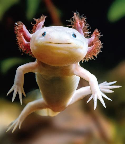25 Weird Animals From Around the World That Actually Exist