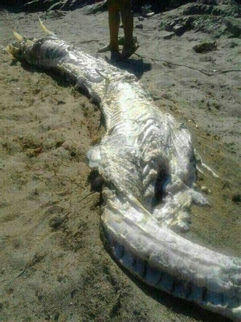 Mysterious Sea Creature In Spain Washes Ashore Baffles Locals Photo