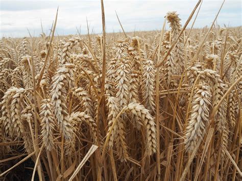 New World Record For Highest Wheat Yield Uk