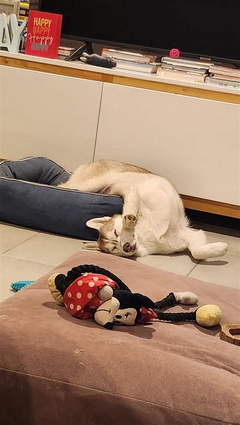 This girl like to sleep in weird positions. Btw, she refuses to let go