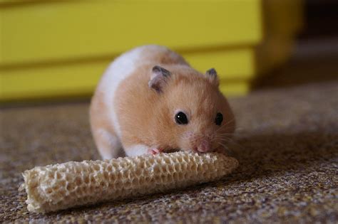 Give Your Syrian Hamster An Amazing Life Facts Guide