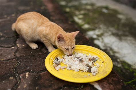 Cats wouldn't be eating chickpeas out in the wild, they're carnivores so they would spend their time tracking and hunting down animals. Can Cats Eat Rice? Is It a Good Idea? | Smart Cat Lovers