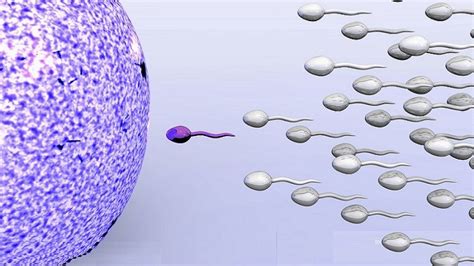 Semen Quality And Fertility What Every Man Should Know Helal Medical