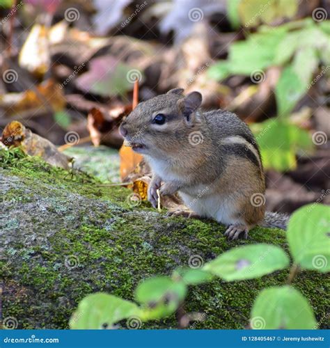 Natures Adorable Chipmunk Stock Image Image Of Wild 128405467