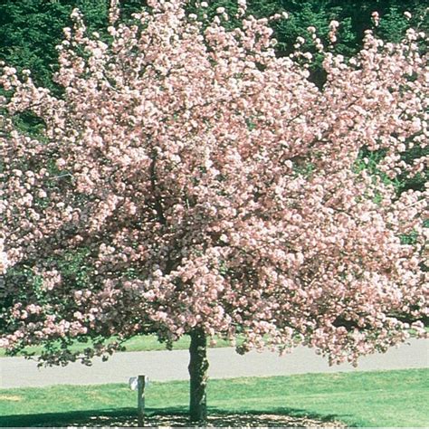 127 Gallon Pink Brandywine Crabapple Flowering Tree In Pot L3571 In