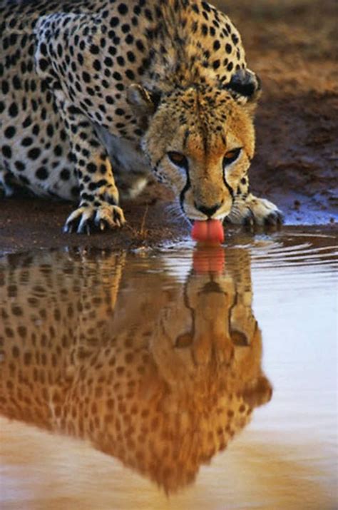 Cheetah Nature Pinterest Beautiful Beautiful World