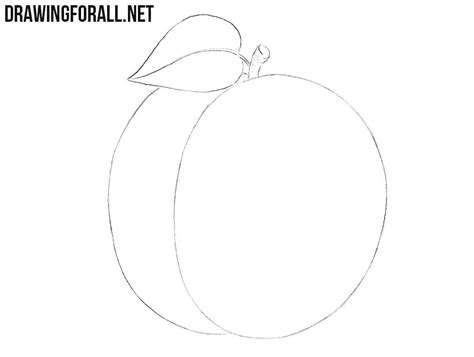 How To Draw A Plum