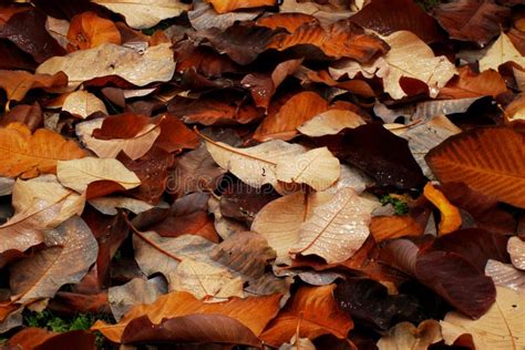 Brown Autumn Leaves Background Stock Photo Image Of Autumn Leaf