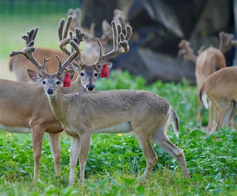 M3 Whitetails Two Year Olds Gone Wild Deer Breeder In Texas