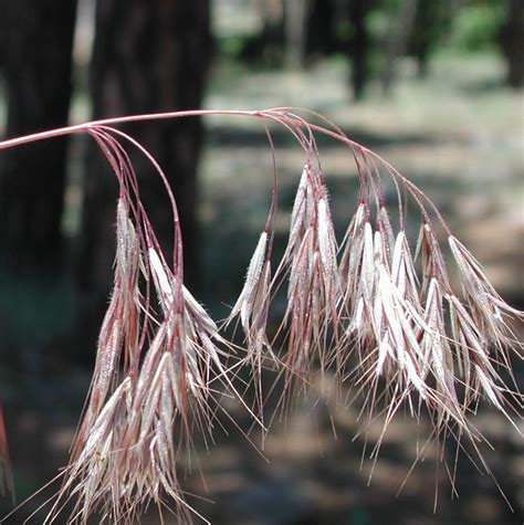 http://culturevie.info/tag-bromus-tectorum.html