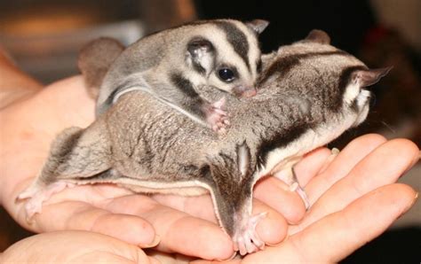 Check out our sugar gliders selection for the very best in unique or custom, handmade pieces from our зоотовары shops. Sugar Glider Animals For Sale | Saint Pete Beach, FL #138532